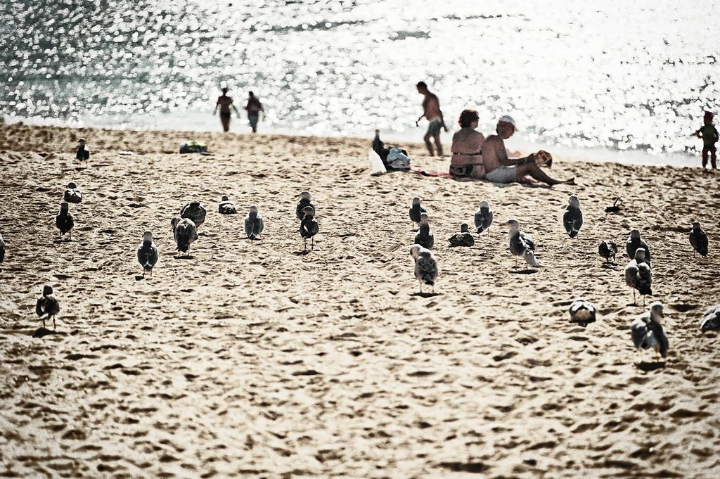 Rosamar Apartamentos Armação de Pêra Dış mekan fotoğraf